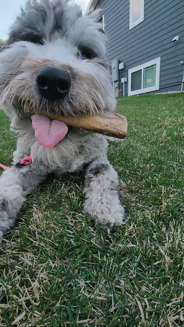 Ostrich Chunky Bones (5" x 2" - 2 Pack): The Long-Lasting, Flavor-Packed Bones for Medium to Large Dogs