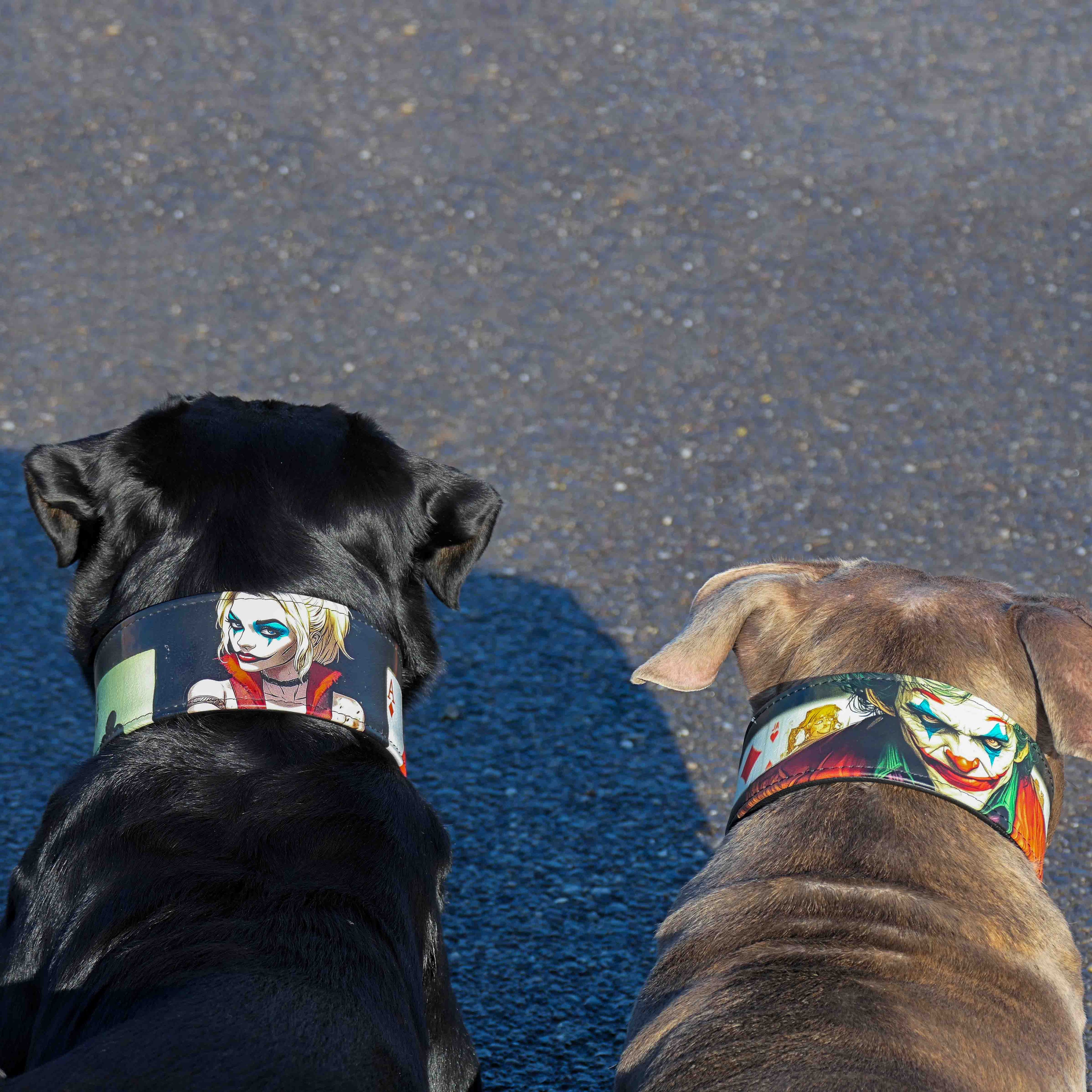 The Harley Limited Collar