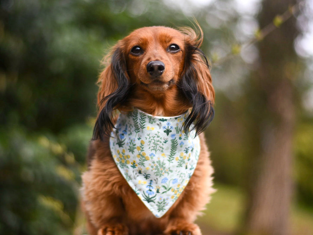 "Birthday Boy" Metallic Blue on Black Confetti Dog Bandana