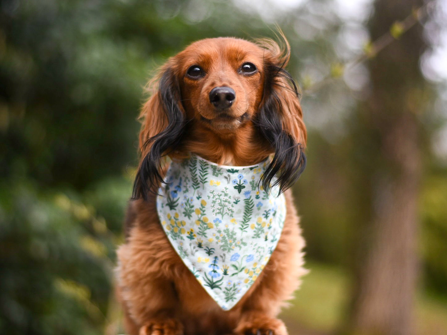 "Birthday Girl" Metallic Pink on Black Confetti Dog Bandana