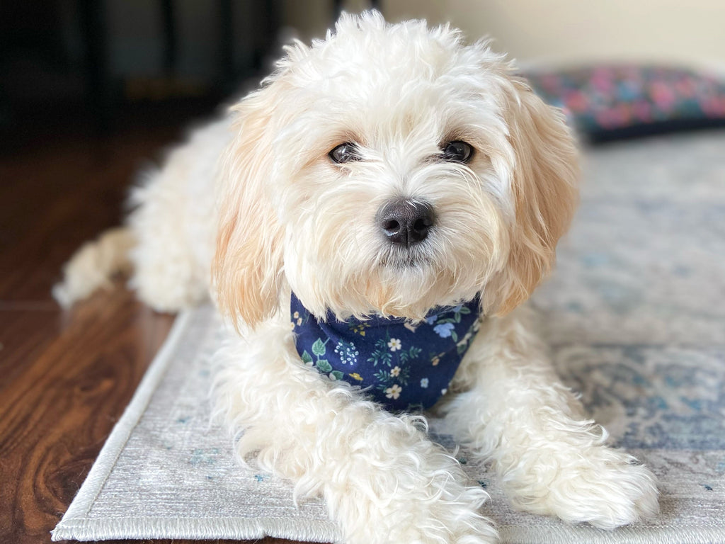"Best Dog" Wedding Dog Bandana