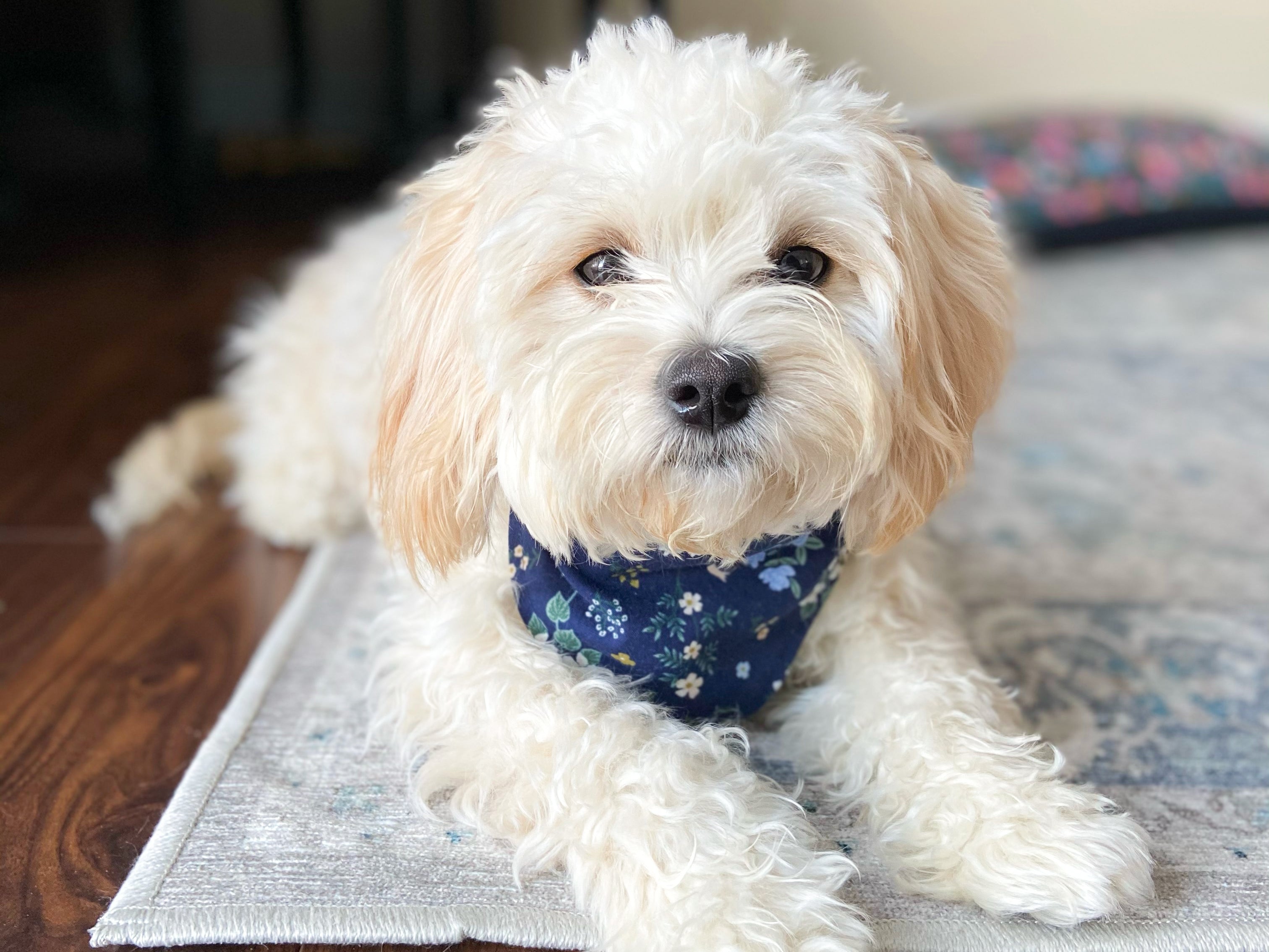 "Birthday Boy" Metallic Blue on Black Confetti Dog Bandana