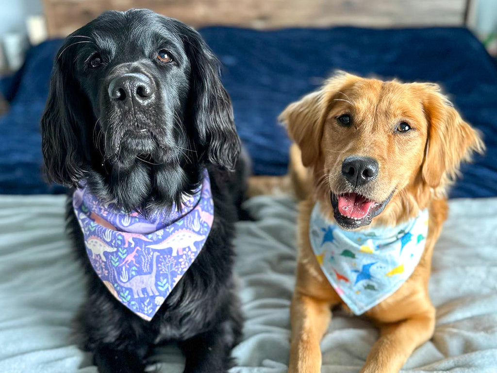 "Birthday Boy" Metallic Blue on Black Confetti Dog Bandana