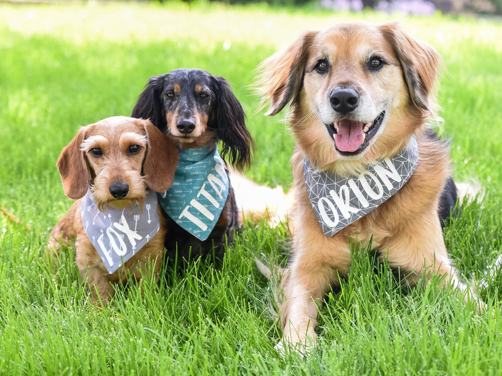 "Birthday Girl" Metallic Pink on Black Confetti Dog Bandana