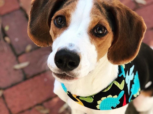 "Classic Bandana" Dog Bandana