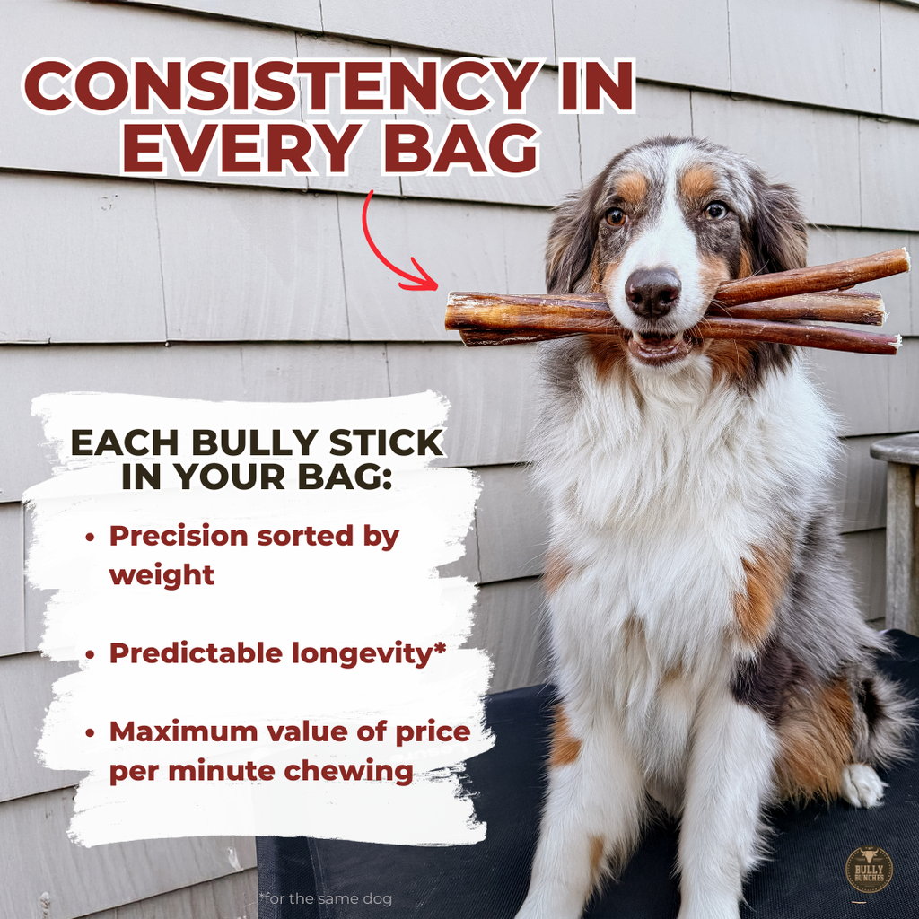 12 Inch Jumbo Bully Stick