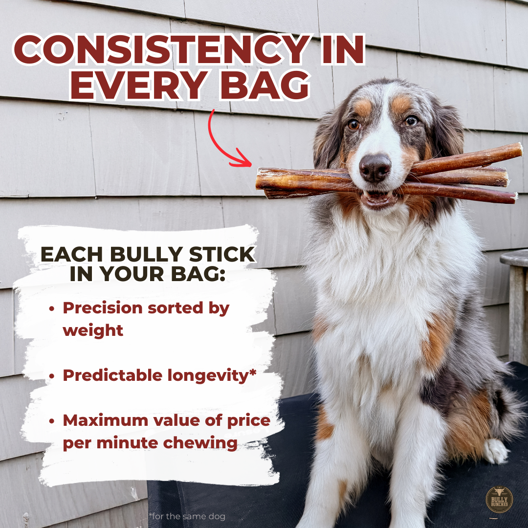 12 Inch Standard Bully Stick