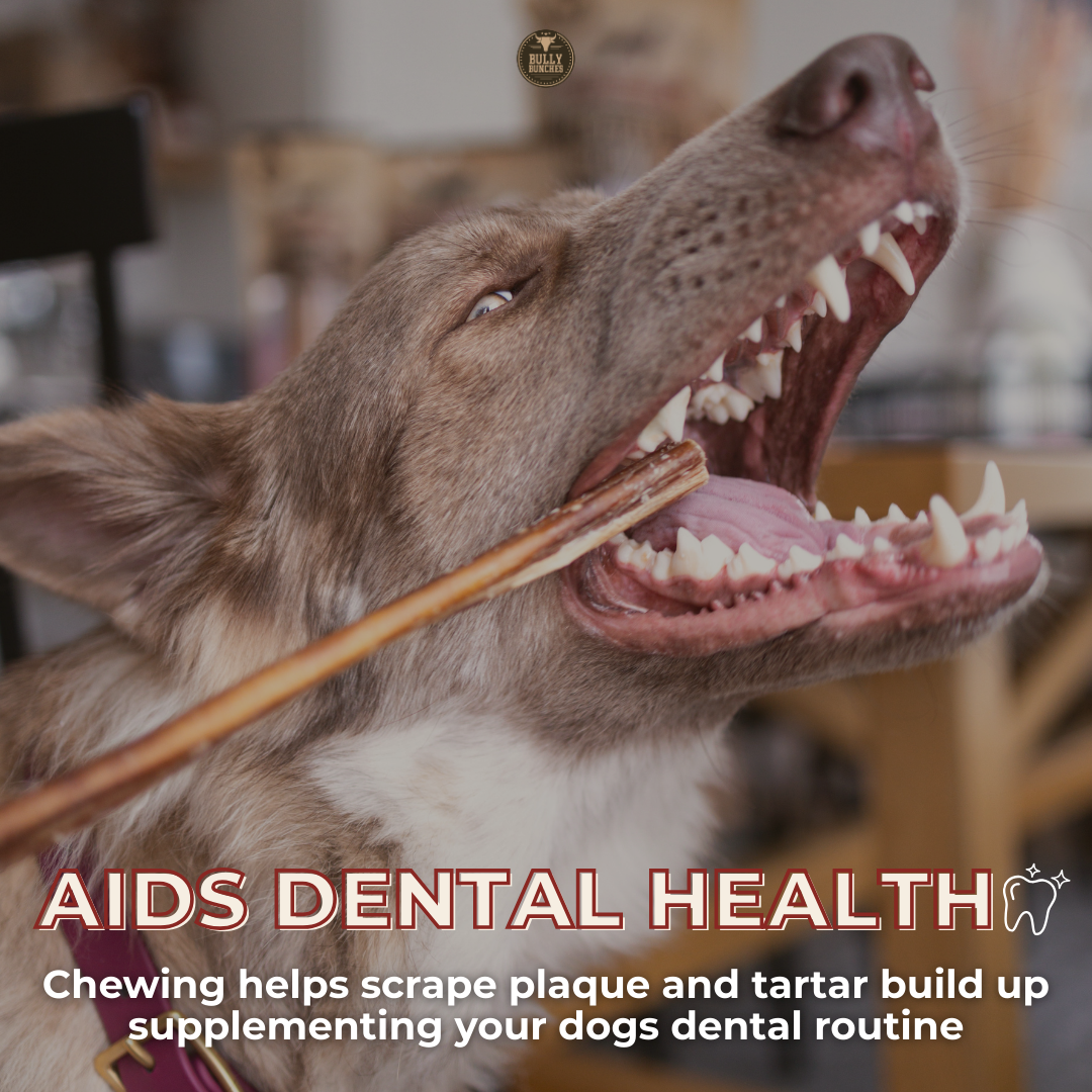 12 Inch Thick Bully Stick