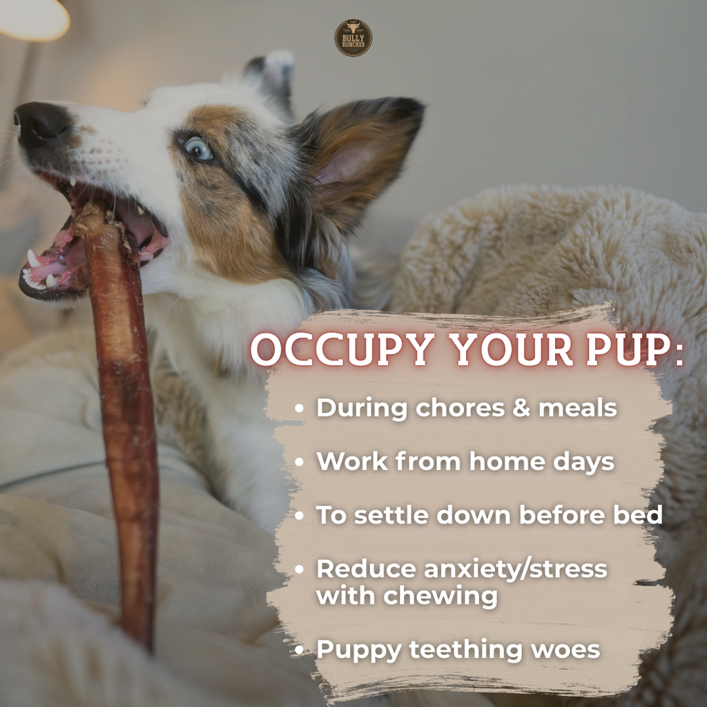 6 Inch Standard Bully Stick