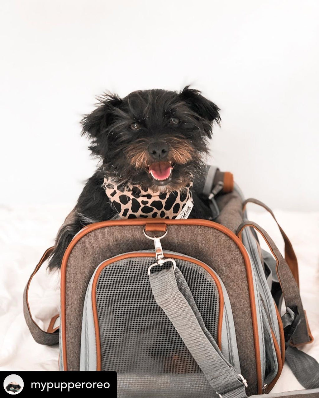 Mr. Peanut's Gold Series Standard Size Airline Compliant Pet Carrier