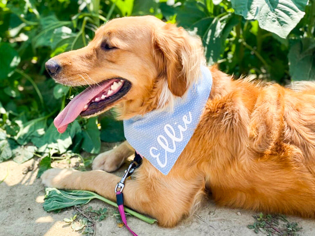 "Birthday Boy" Metallic Blue on Black Confetti Dog Bandana