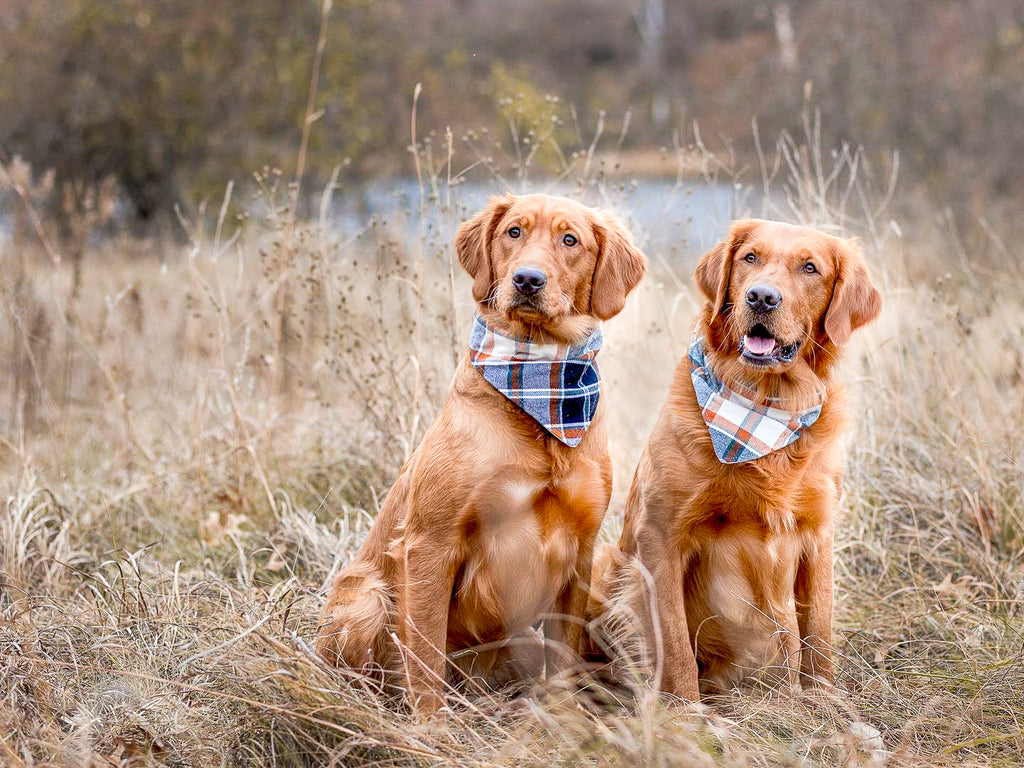 "Best Dog" Wedding Dog Bandana