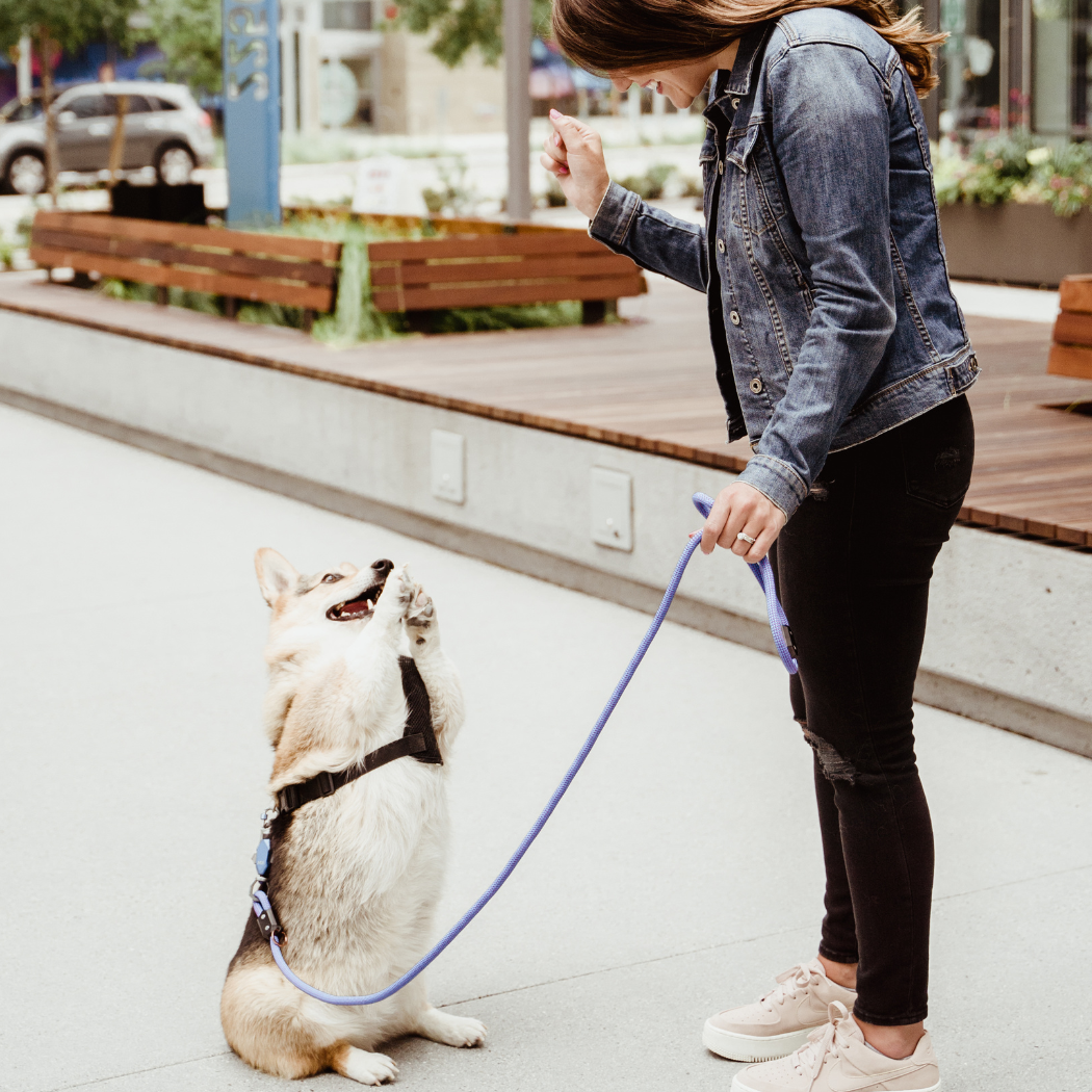 Patented Magnetic Dog Leash - One-Hand Connect & Release