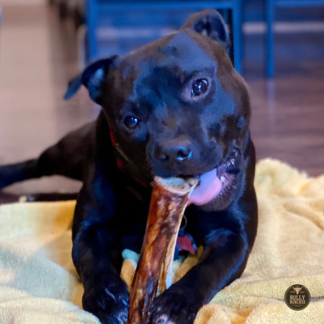 5-6 Inch Marrow Bone